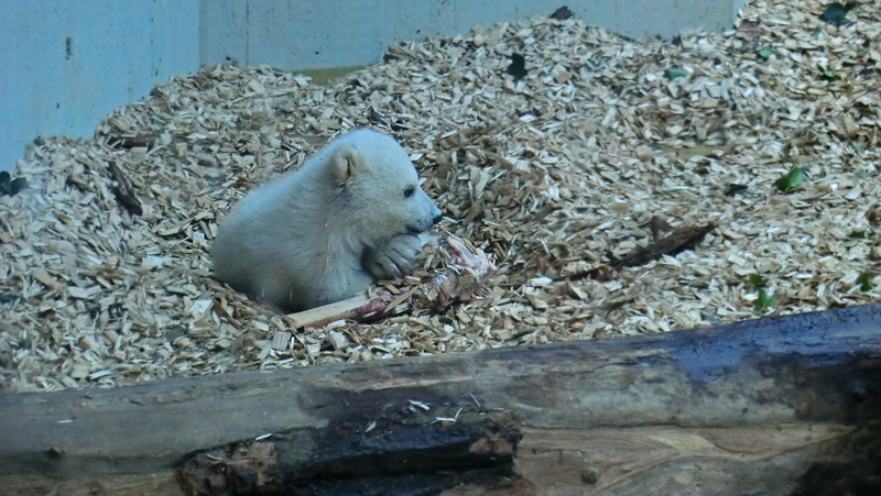 Eisbärin VILMA mit Eisbärchen ANORI am 7. April 2012 im Zoo Wuppertal