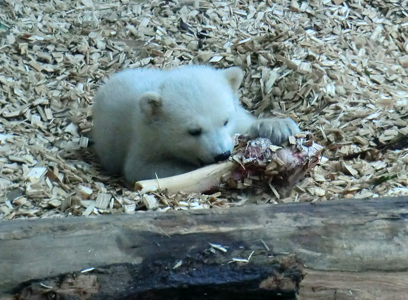 Eisbärin VILMA mit Eisbärchen ANORI am 7. April 2012 im Zoologischen Garten Wuppertal