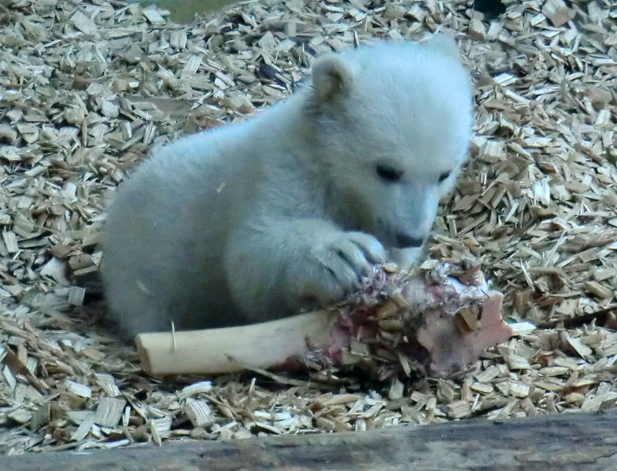 Eisbärin VILMA mit Eisbärchen ANORI am 7. April 2012 im Wuppertaler Zoo