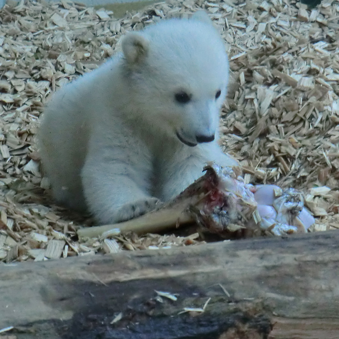 Eisbärbaby ANORI am 7. April 2012 im Wuppertaler Zoo