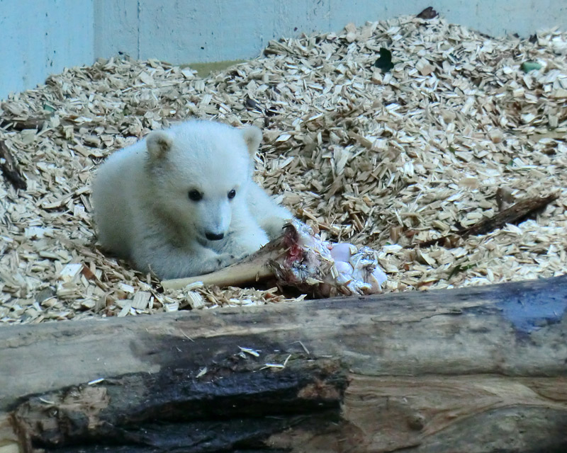 Eisbärin VILMA mit Eisbärchen ANORI am 7. April 2012 im Zoologischen Garten Wuppertal