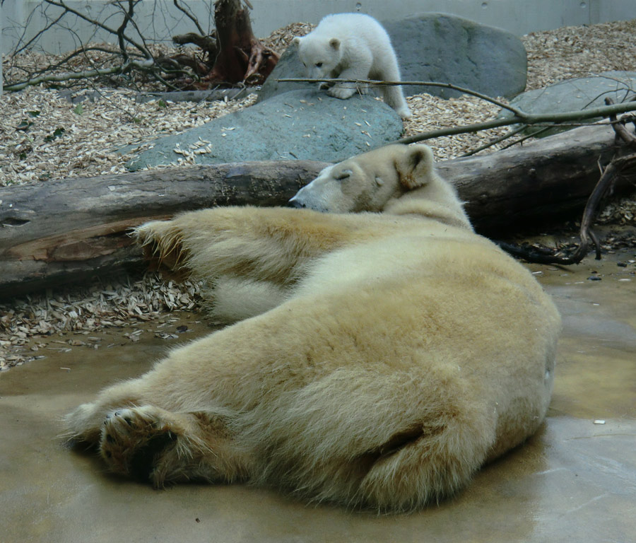 Eisbärin VILMA mit Eisbärchen ANORI am 7. April 2012 im Zoo Wuppertal