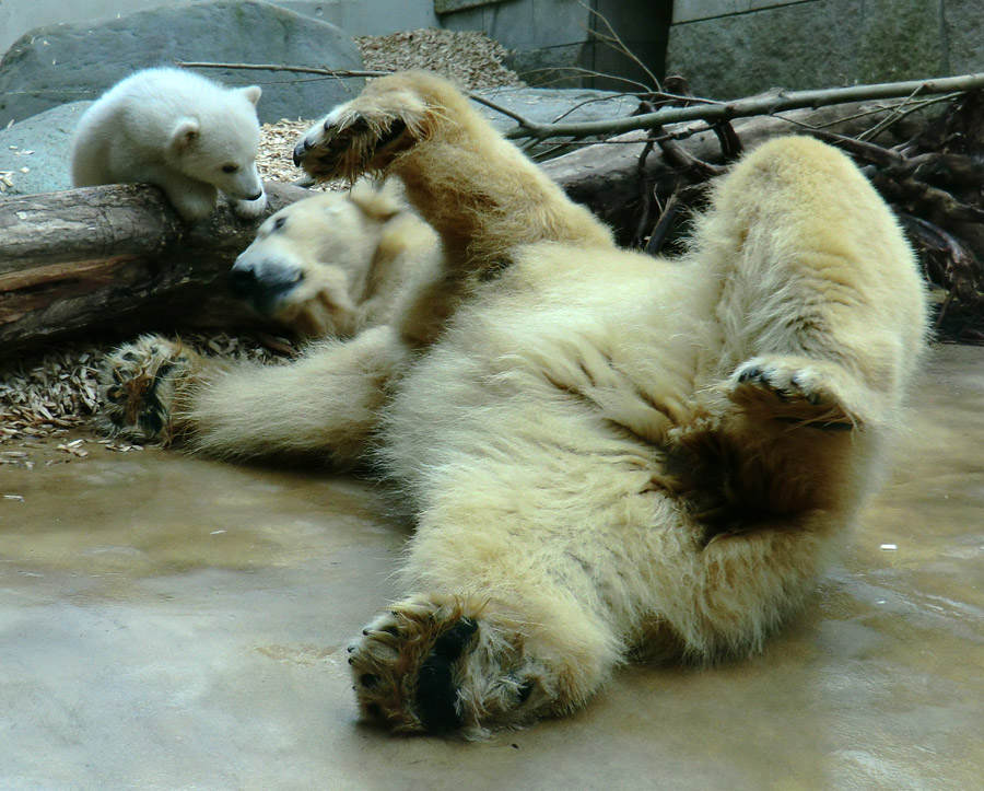 Eisbärin VILMA mit Eisbärchen ANORI am 7. April 2012 im Zoologischen Garten Wuppertal