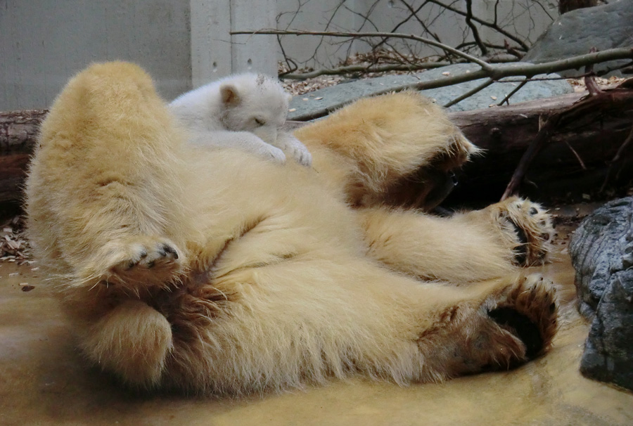 Eisbärin VILMA mit Eisbärchen ANORI am 7. April 2012 im Zoo Wuppertal