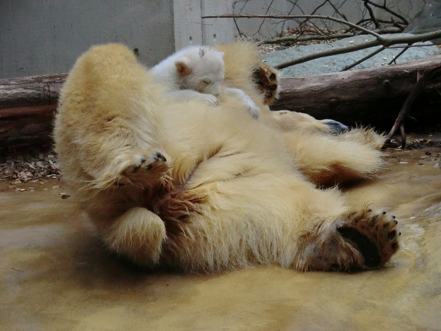 Eisbärin VILMA mit Eisbärchen ANORI am 7. April 2012 im Zoologischen Garten Wuppertal