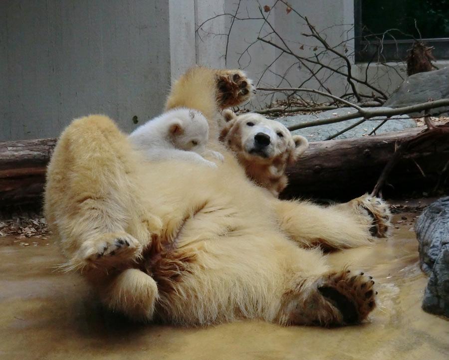 Eisbärin VILMA mit Eisbärchen ANORI am 7. April 2012 im Wuppertaler Zoo