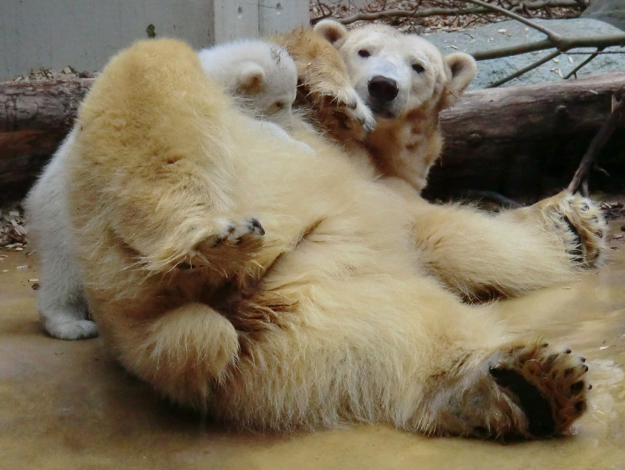 Eisbärin VILMA mit Eisbärchen ANORI am 7. April 2012 im Zoo Wuppertal