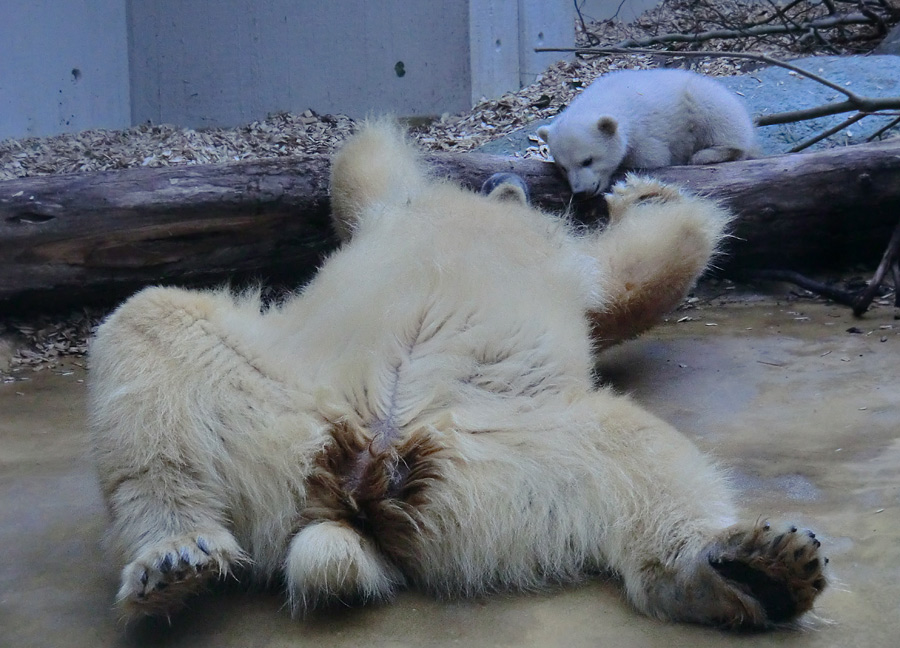 Eisbärin VILMA mit Eisbärchen ANORI am 7. April 2012 im Wuppertaler Zoo