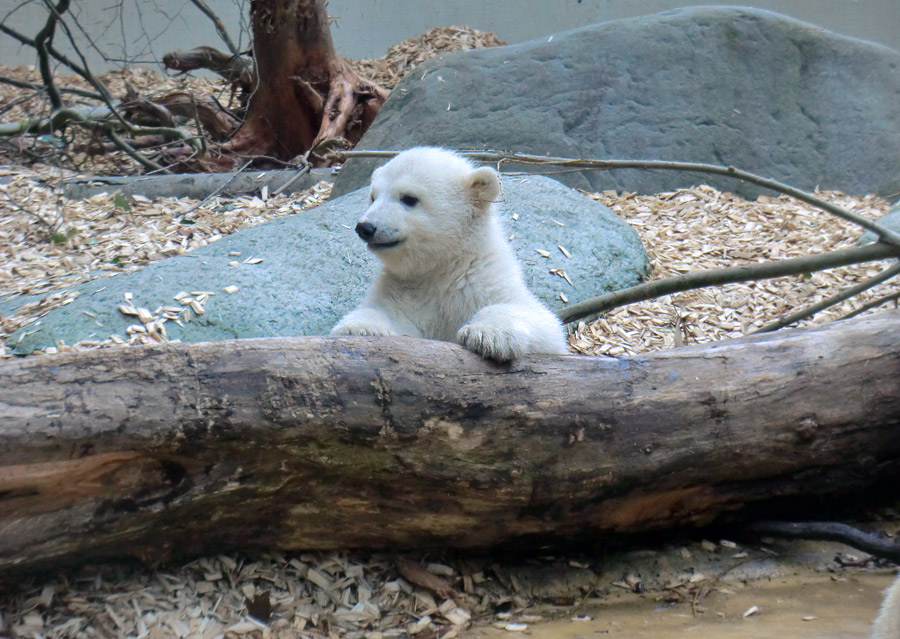 Eisbärchen ANORI am 7. April 2012 im Zoo Wuppertal