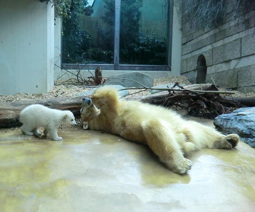 Eisbärin VILMA mit Eisbärchen ANORI am 7. April 2012 im Wuppertaler Zoo