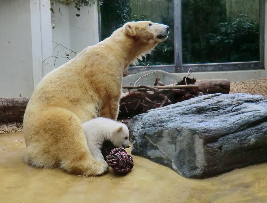 Eisbärin VILMA mit Eisbärchen ANORI am 7. April 2012 im Zoologischen Garten Wuppertal