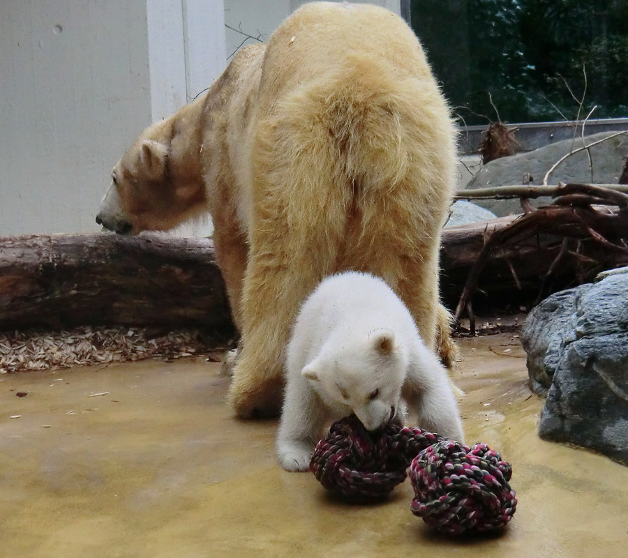 Eisbärin VILMA mit Eisbärchen ANORI am 7. April 2012 im Wuppertaler Zoo