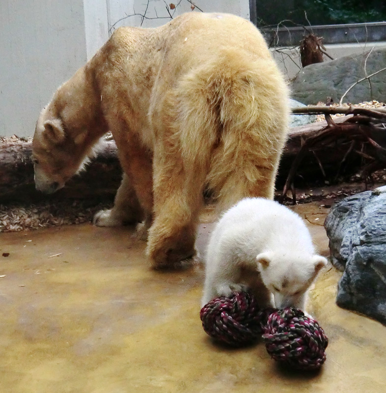 Eisbärin VILMA mit Eisbärchen ANORI am 7. April 2012 im Zoo Wuppertal