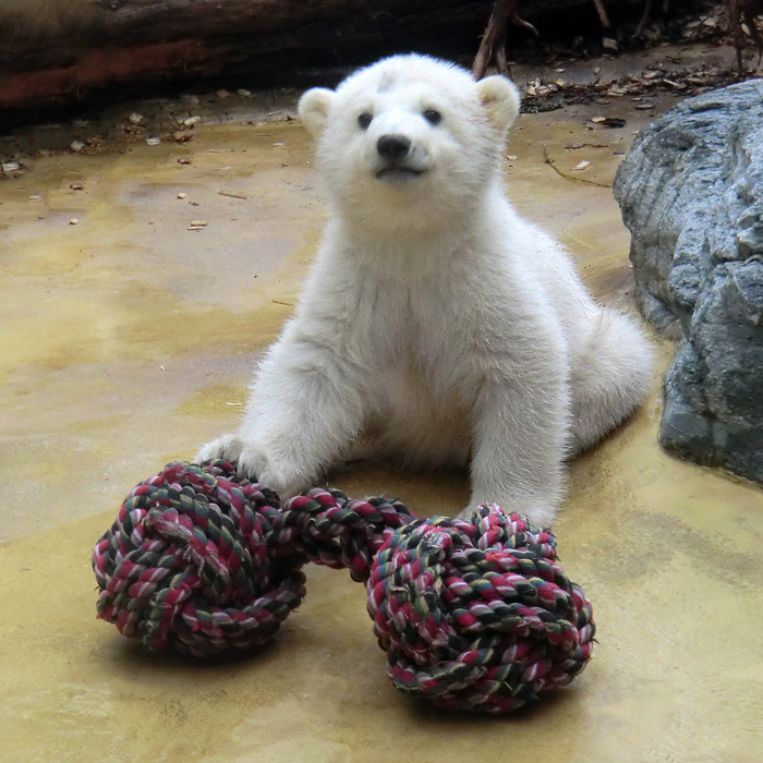 Eisbärbaby ANORI am 7. April 2012 im Wuppertaler Zoo