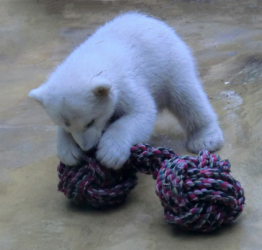 Eisbärchen ANORI am 7. April 2012 im Wuppertaler Zoo