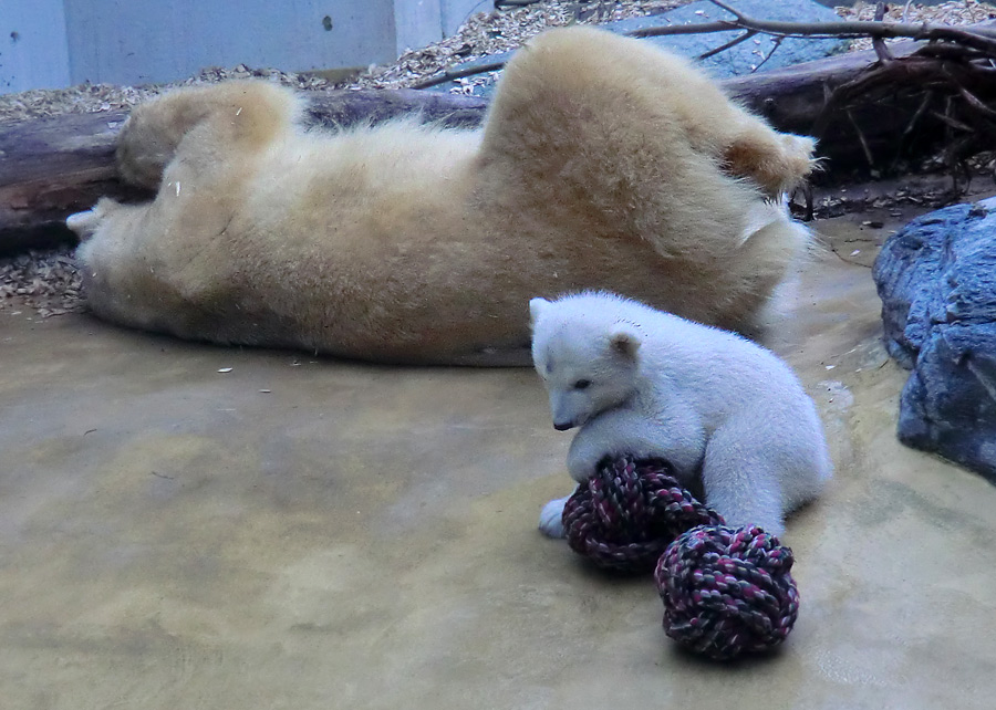 Eisbärin VILMA mit Eisbärchen ANORI am 7. April 2012 im Zoo Wuppertal