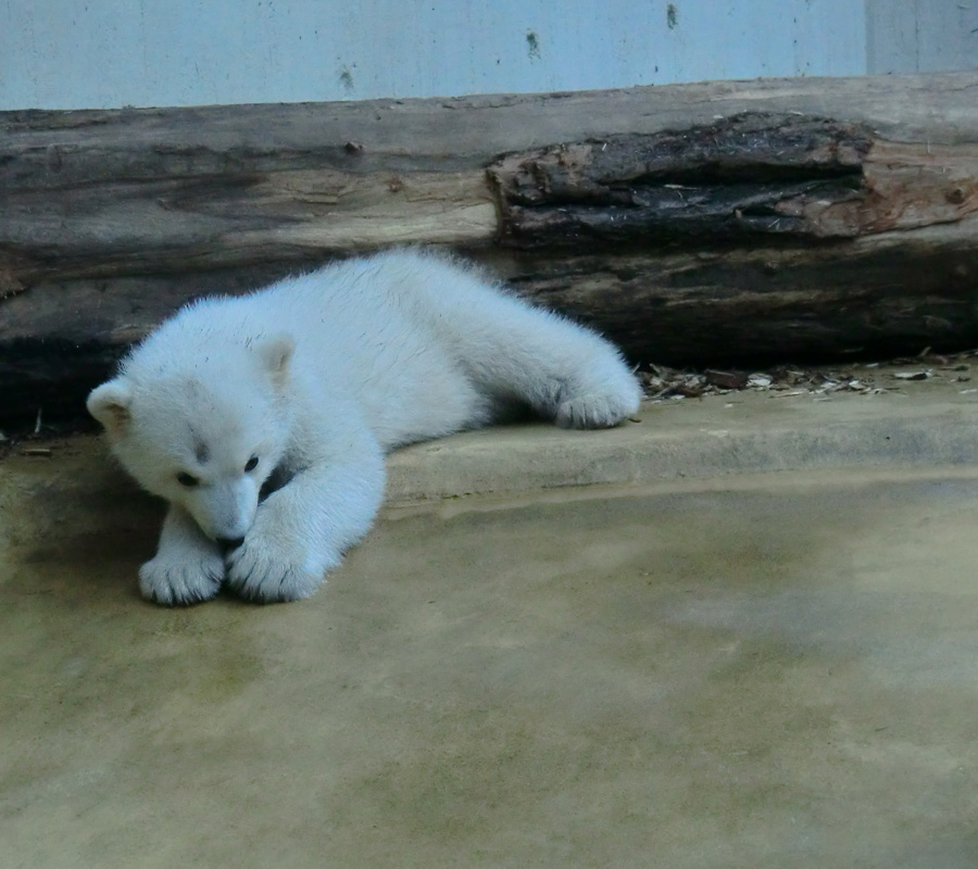 Eisbärchen ANORI am 7. April 2012 im Wuppertaler Zoo