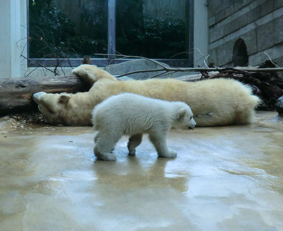 Eisbärin VILMA mit Eisbärchen ANORI am 7. April 2012 im Zoologischen Garten Wuppertal