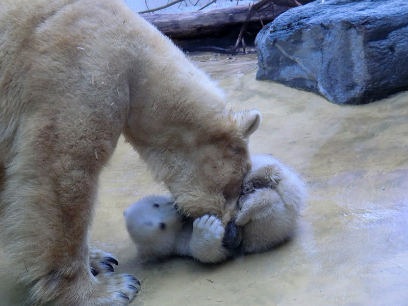 Eisbärin VILMA mit Eisbärchen ANORI am 7. April 2012 im Wuppertaler Zoo