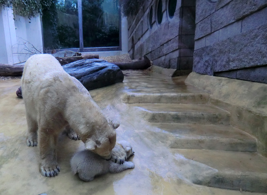 Eisbärin VILMA mit Eisbärchen ANORI am 7. April 2012 im Zoologischen Garten Wuppertal