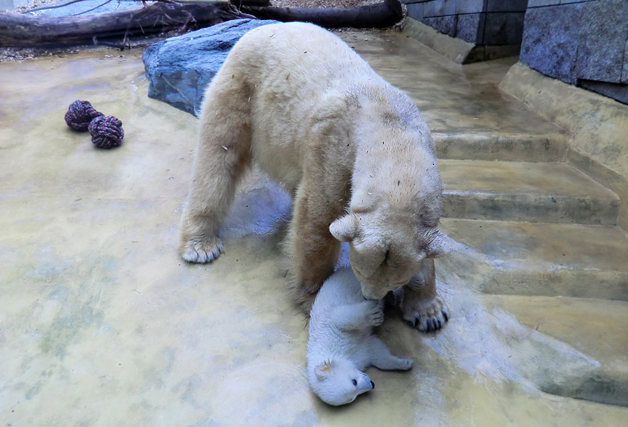 Eisbärin VILMA mit Eisbärchen ANORI am 7. April 2012 im Wuppertaler Zoo