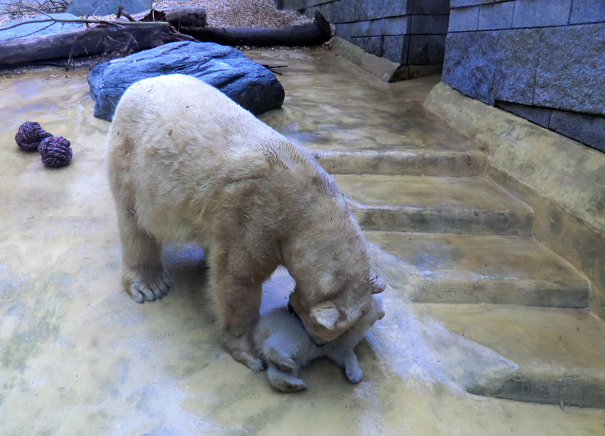 Eisbärin VILMA mit Eisbärchen ANORI am 7. April 2012 im Zoo Wuppertal