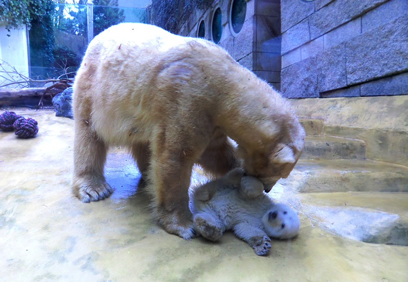 Eisbärin VILMA mit Eisbärchen ANORI am 7. April 2012 im Zoologischen Garten Wuppertal