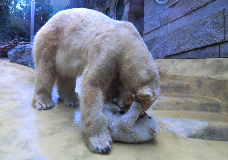 Eisbärin VILMA mit Eisbärchen ANORI am 7. April 2012 im Wuppertaler Zoo