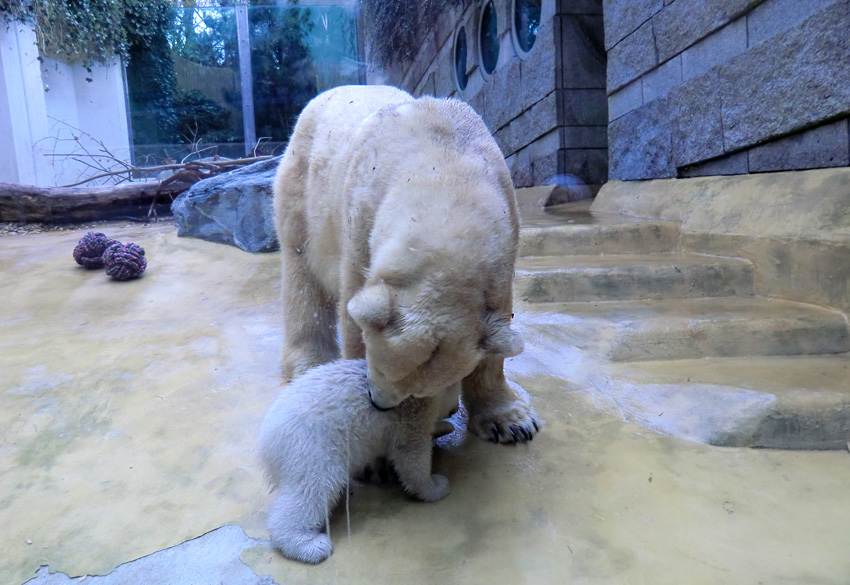 Eisbärin VILMA mit Eisbärchen ANORI am 7. April 2012 im Zoologischen Garten Wuppertal