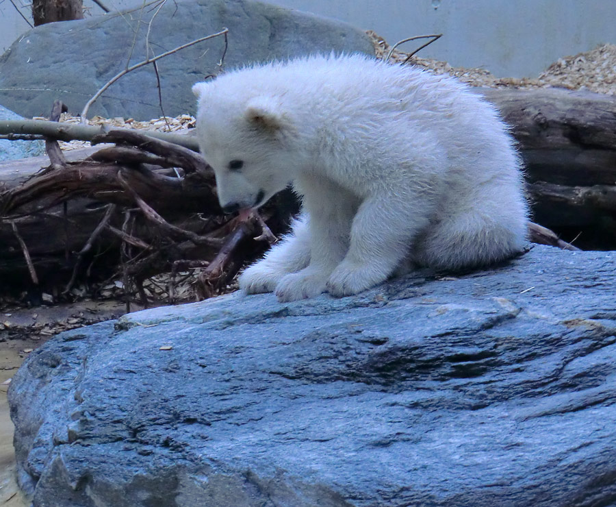 Eisbärchen ANORI am 7. April 2012 im Wuppertaler Zoo