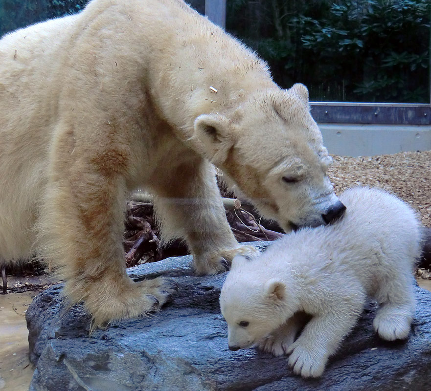 Eisbärin VILMA mit Eisbärchen ANORI am 7. April 2012 im Wuppertaler Zoo