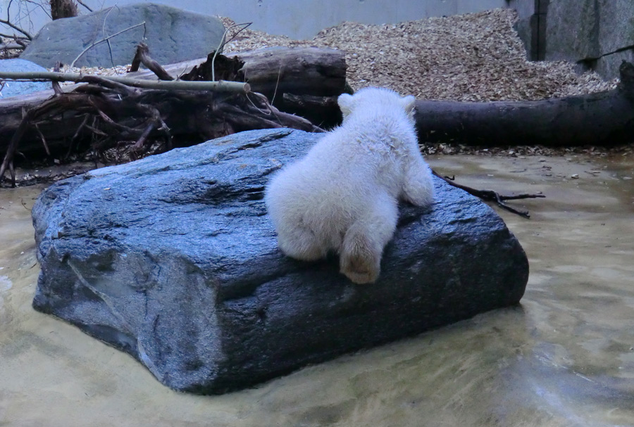 Eisbärchen ANORI am 7. April 2012 im Zoo Wuppertal