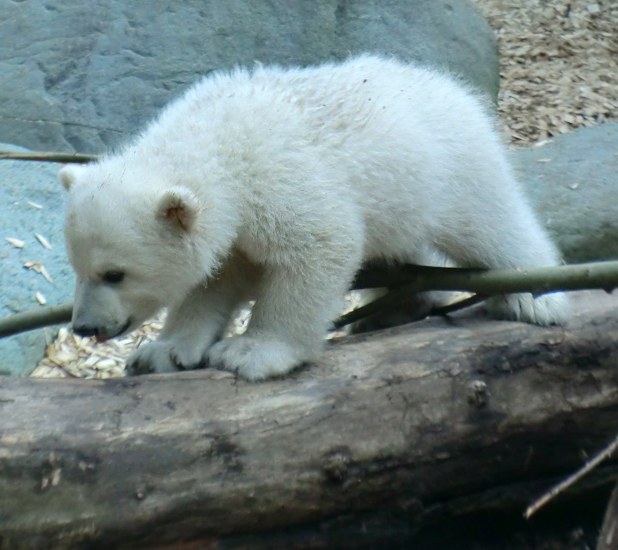 Eisbärchen ANORI am 7. April 2012 im Zoologischen Garten Wuppertal