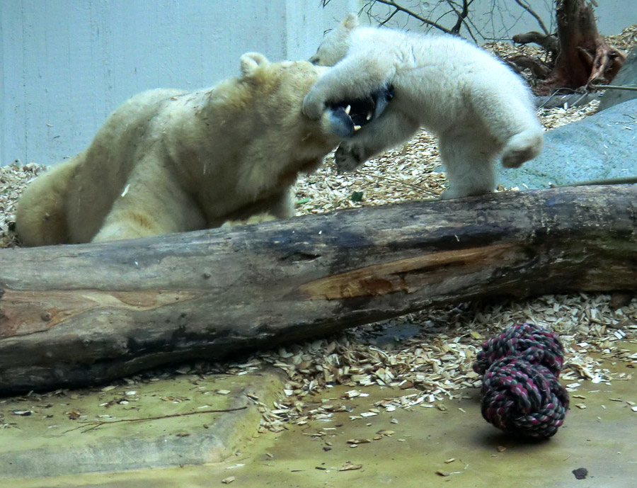 Eisbärin VILMA mit Eisbärchen ANORI am 7. April 2012 im Zoo Wuppertal