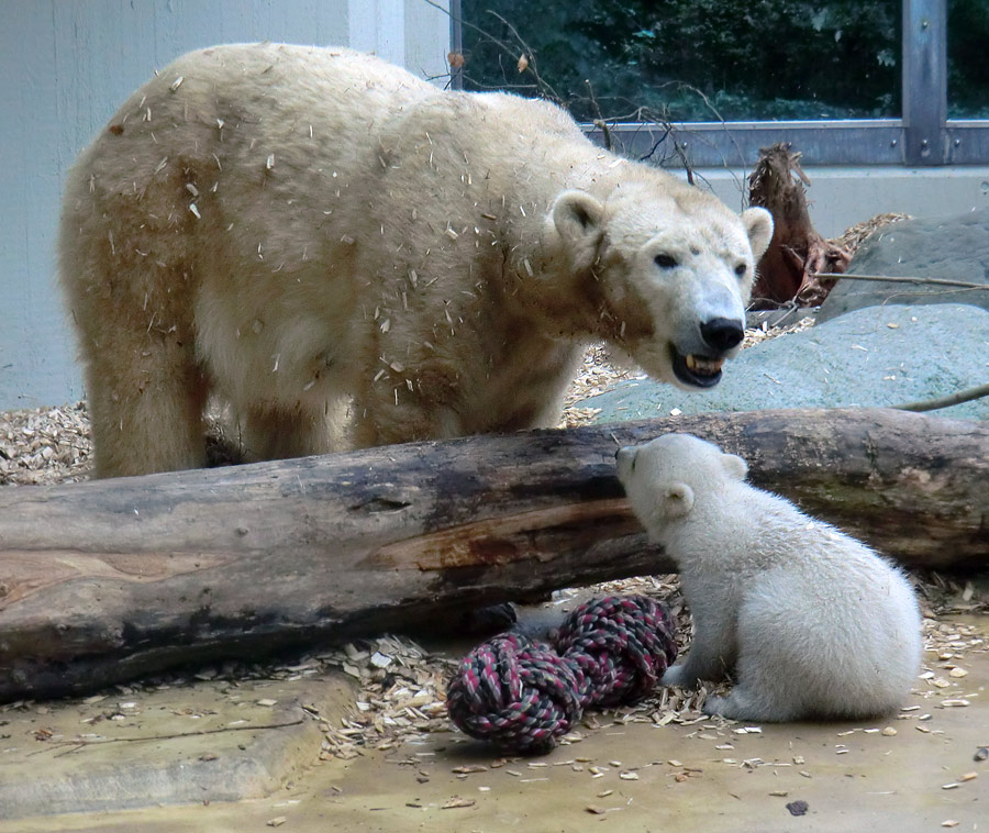 Eisbärin VILMA mit Eisbärchen ANORI am 7. April 2012 im Zoologischen Garten Wuppertal