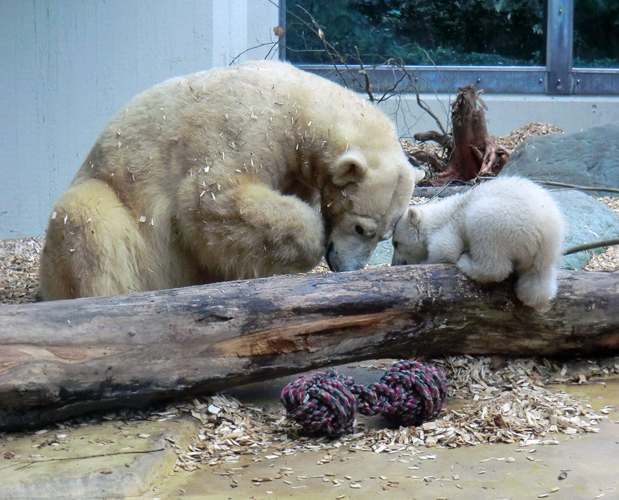 Eisbärin VILMA mit Eisbärchen ANORI am 7. April 2012 im Zoo Wuppertal