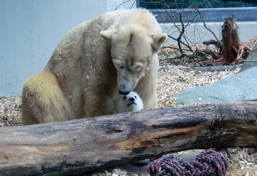 Eisbärin VILMA mit Eisbärchen ANORI am 7. April 2012 im Zoologischen Garten Wuppertal