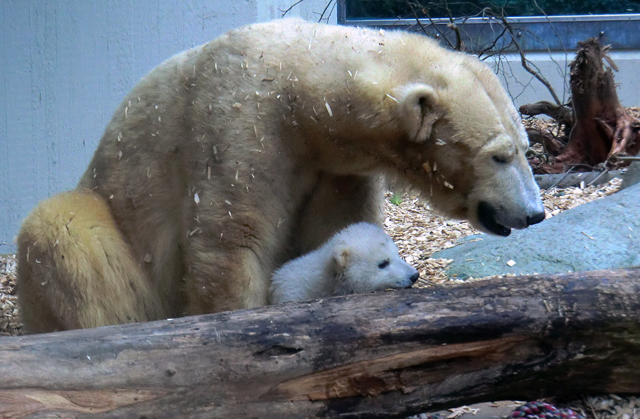 Eisbärin VILMA mit Eisbärchen ANORI am 7. April 2012 im Wuppertaler Zoo