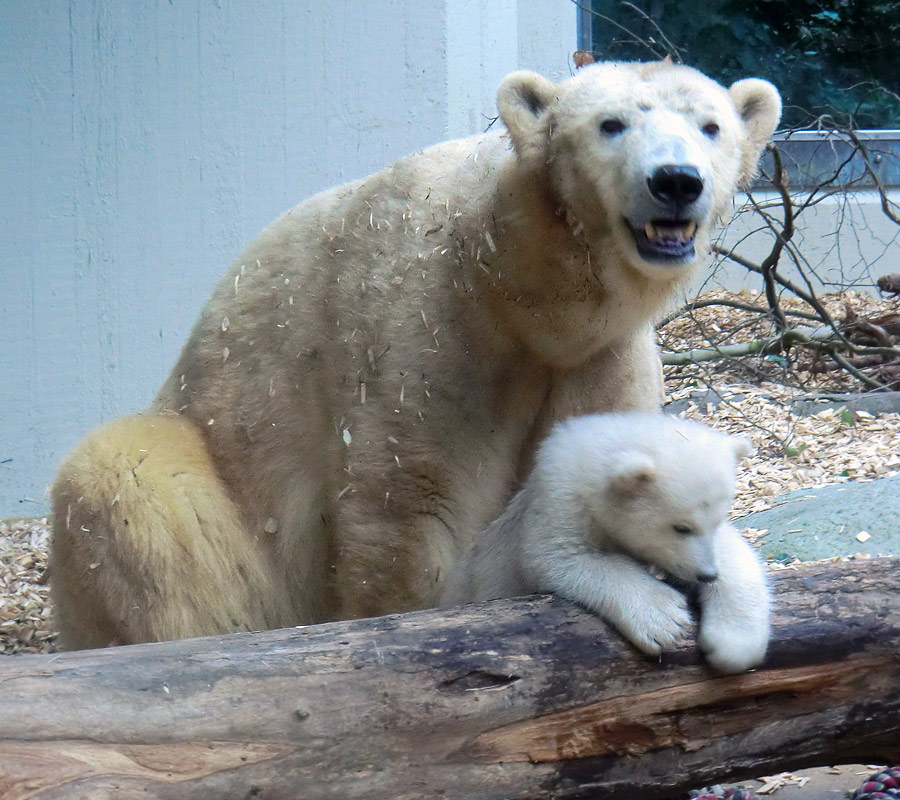 Eisbärin VILMA mit Eisbärchen ANORI am 7. April 2012 im Zoo Wuppertal