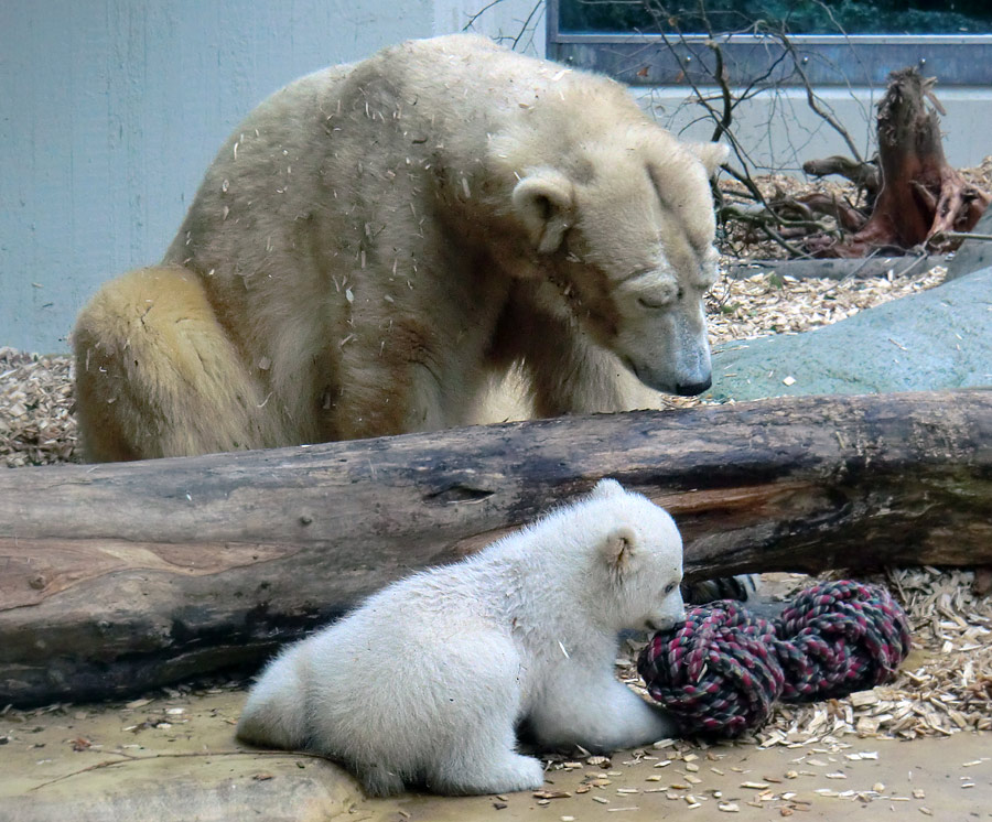 Eisbärin VILMA mit Eisbärchen ANORI am 7. April 2012 im Zoologischen Garten Wuppertal