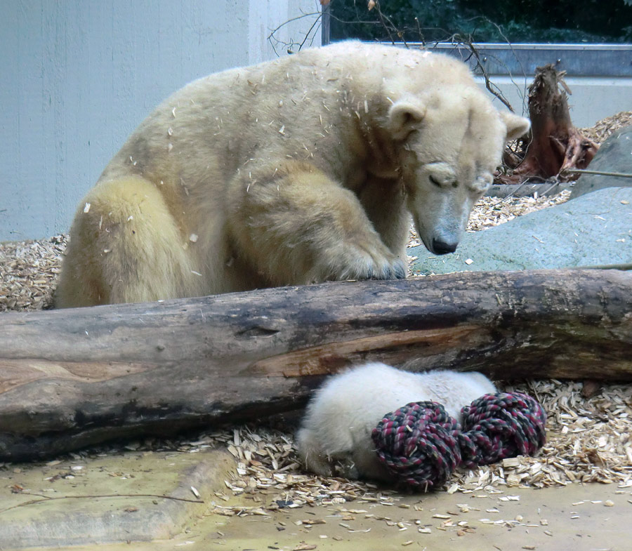 Eisbärin VILMA mit Eisbärchen ANORI am 7. April 2012 im Wuppertaler Zoo