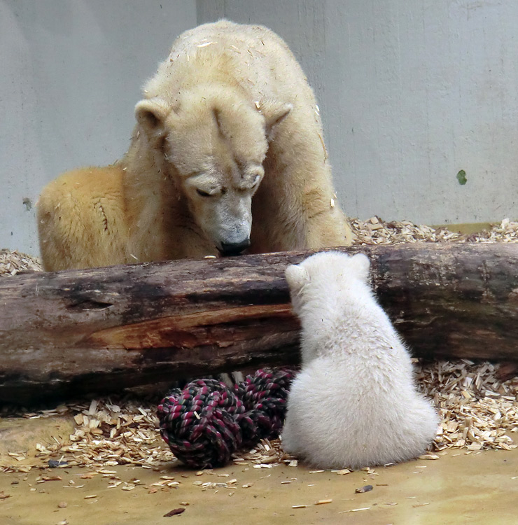 Eisbärin VILMA mit Eisbärchen ANORI am 7. April 2012 im Zoo Wuppertal