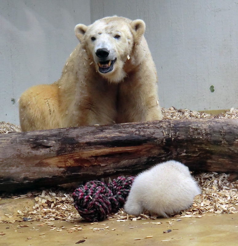 Eisbärin VILMA mit Eisbärchen ANORI am 7. April 2012 im Zoologischen Garten Wuppertal