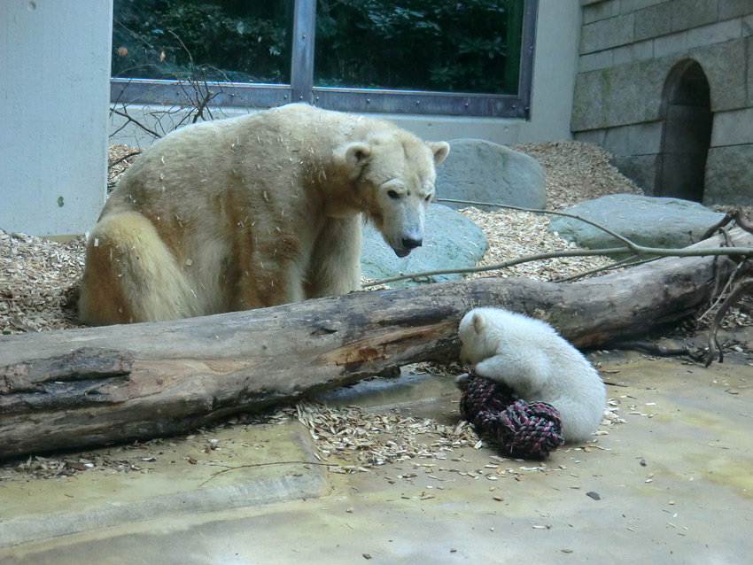 Eisbärin VILMA mit Eisbärchen ANORI am 7. April 2012 im Wuppertaler Zoo