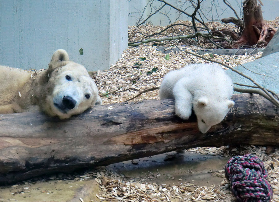 Eisbärin VILMA mit Eisbärchen ANORI am 7. April 2012 im Wuppertaler Zoo