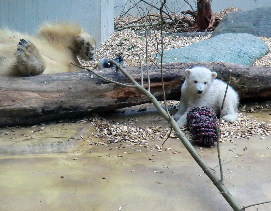 Eisbärin VILMA mit Eisbärchen ANORI am 7. April 2012 im Zoo Wuppertal