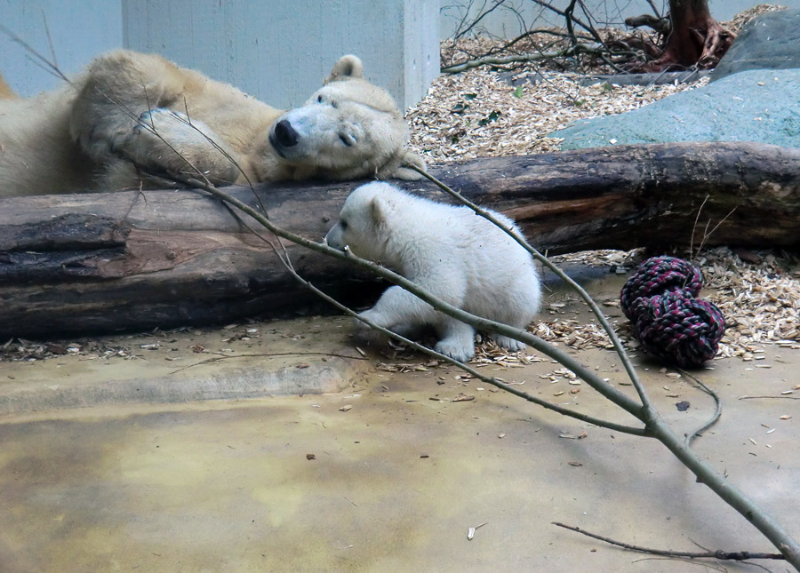 Eisbärin VILMA mit Eisbärchen ANORI am 7. April 2012 im Wuppertaler Zoo