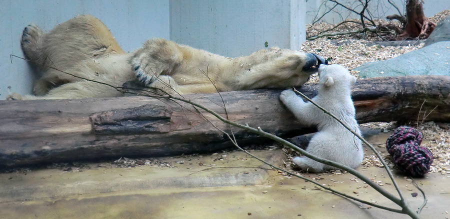 Eisbärin VILMA mit Eisbärchen ANORI am 7. April 2012 im Zoo Wuppertal