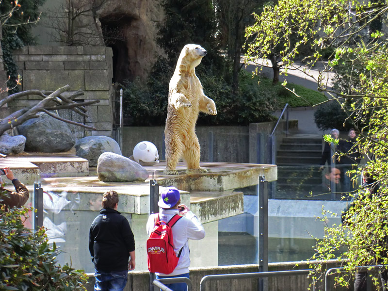 Eisbär LARS am 8. April 2012 im Zoologischen Garten Wuppertal