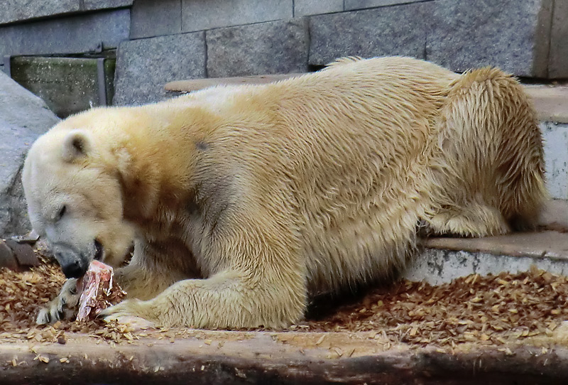 Eisbär LARS am 8. April 2012 im Wuppertaler Zoo